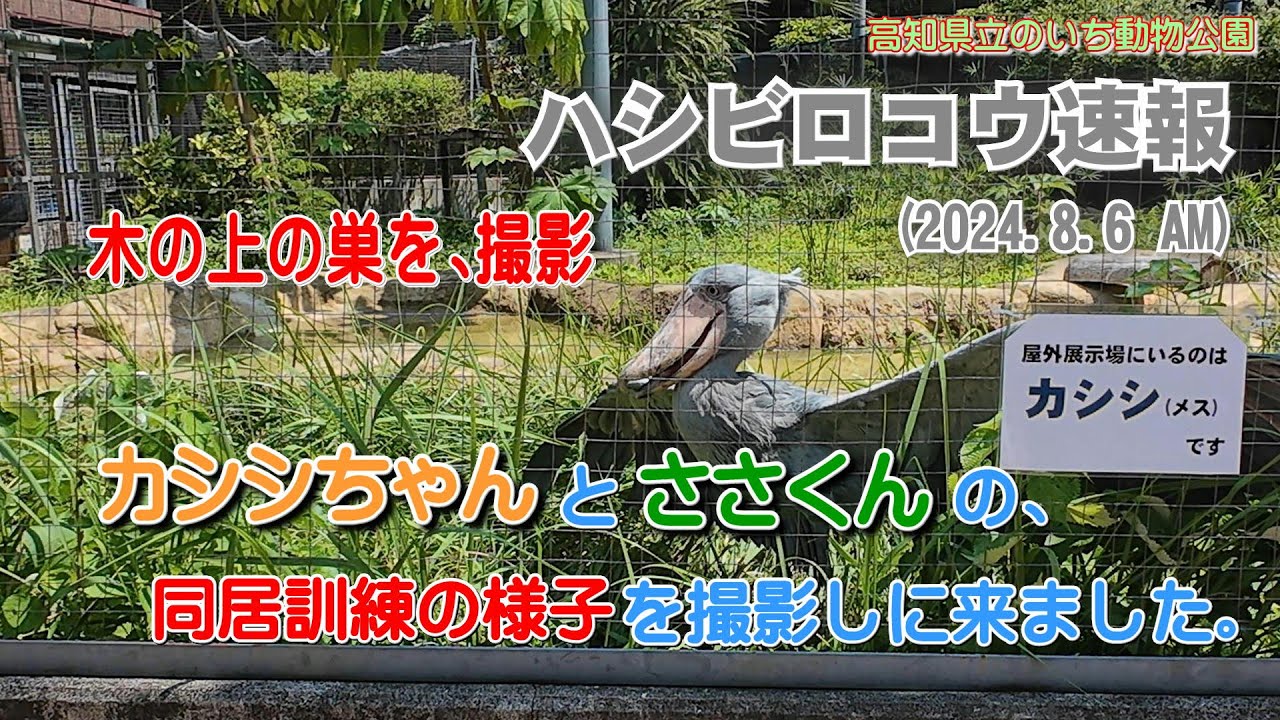 2024/08/06 AM、今日は、カシシちゃんとささくんの同居訓練の様子を撮影しに来ました。木の上の巣作りの様子も撮影しました。【のいち動物公園、ハシビロコウ速報】