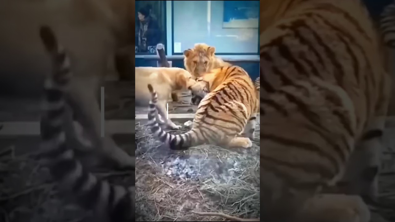 Top 3 Dogs Can Beat The Tiger 🔥#dog #shorts #pitbull #kangaldog #alabai #tiger