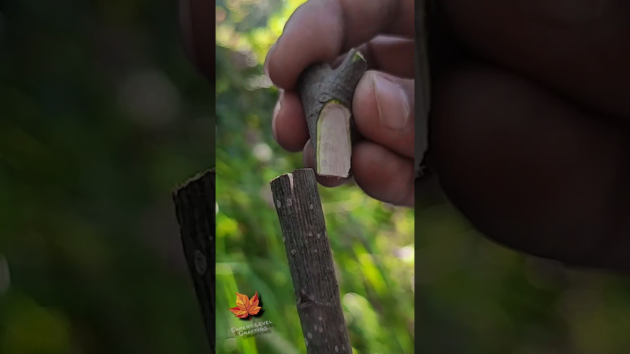 Fig grafting tecneque easy for learners very successful method| Fruit tree grafting skill#nature