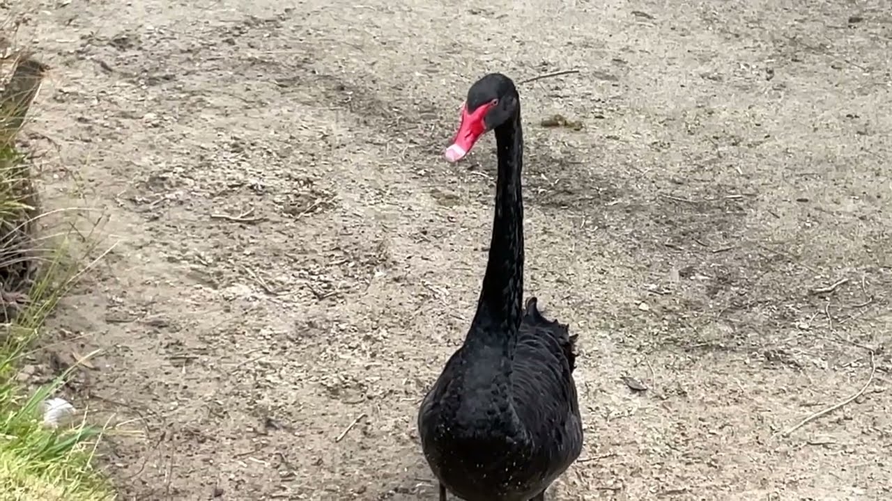 ♦️4️⃣K🌞🌴Australian Wildlife Etiquette: How Geese  Greet a Swan♦️