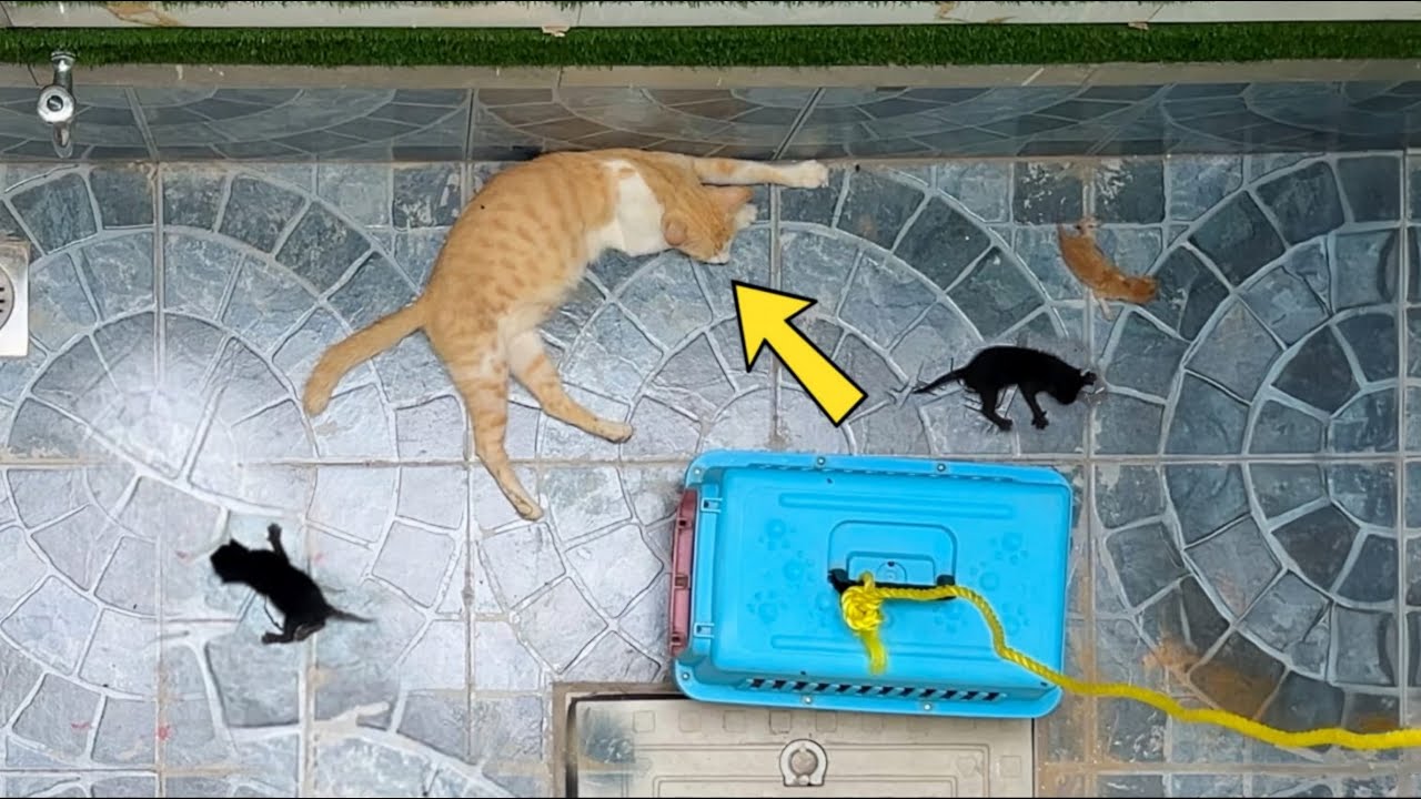 A man risks his life to save a cat from a 4th floor balcony.