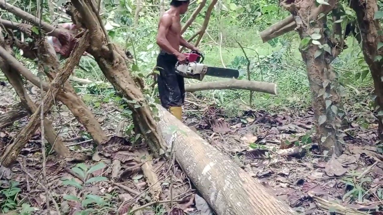Pertama menebang pohon memakai mesin gergaji