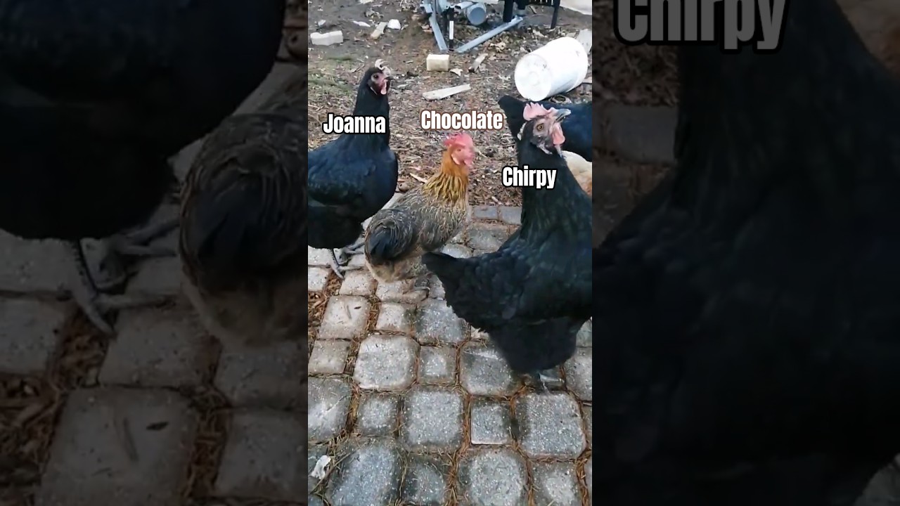 chicas love meat, Jan 8, part 2  