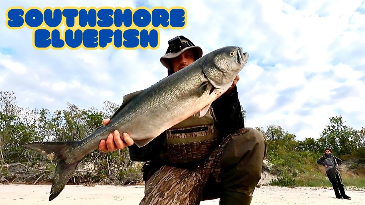 Surf Fishing The South Shore of Long island: Bluefish