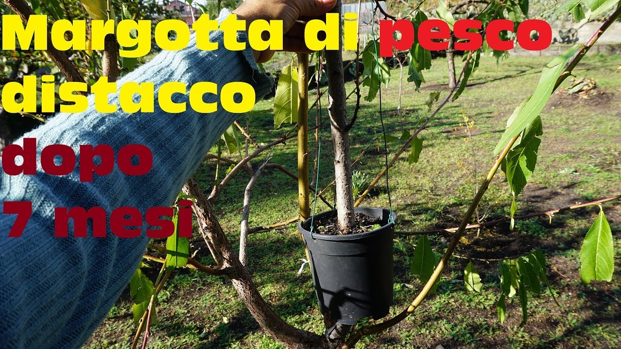 Margotta di pesco distacco dopo 7 mesi + Rinvaso   