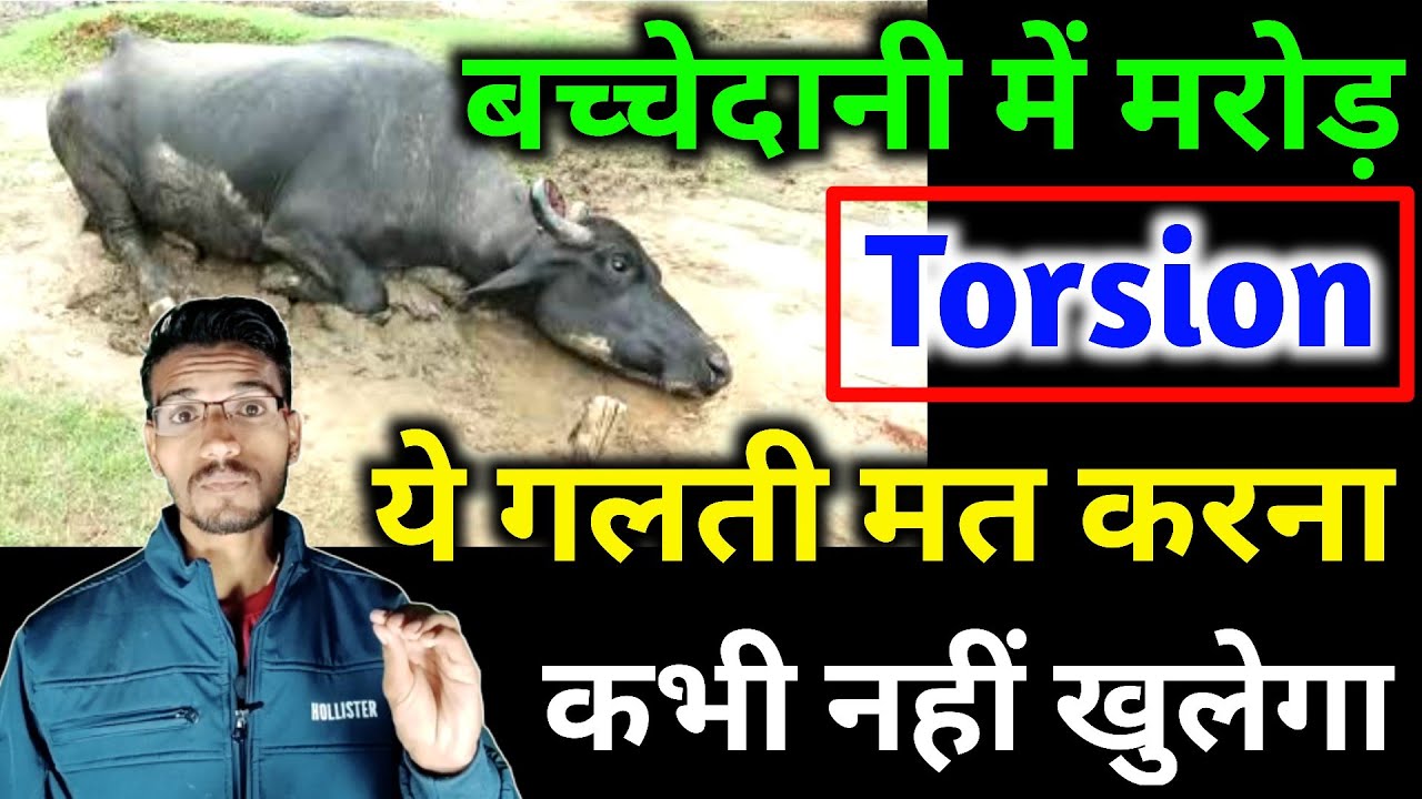 Torsion in cow&buffalo || गाय&भैंस की बच्चेदानी का घुमाव कैसे खोलें || pashu mein torsion ka ilaaj |