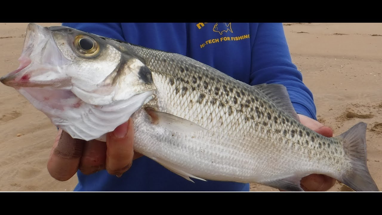 PESCA SURFCASTING LA BAILA CEBOS, PLOMOS, APAREJOS, GAMETAS