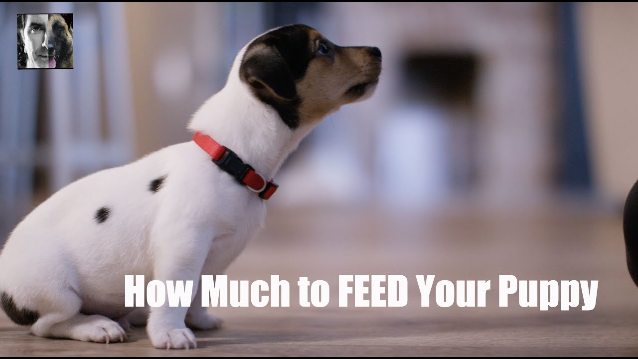 How Much To Feed Your PUPPY - Healthy Puppy Choices - Puppy Training Video