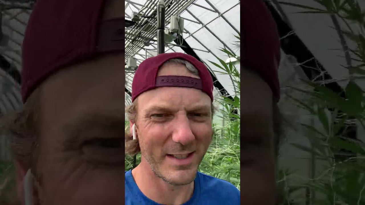 Alaskan Cannabis Automated Greenhouse Grow Greatland Ganja's Bio Dome 2024