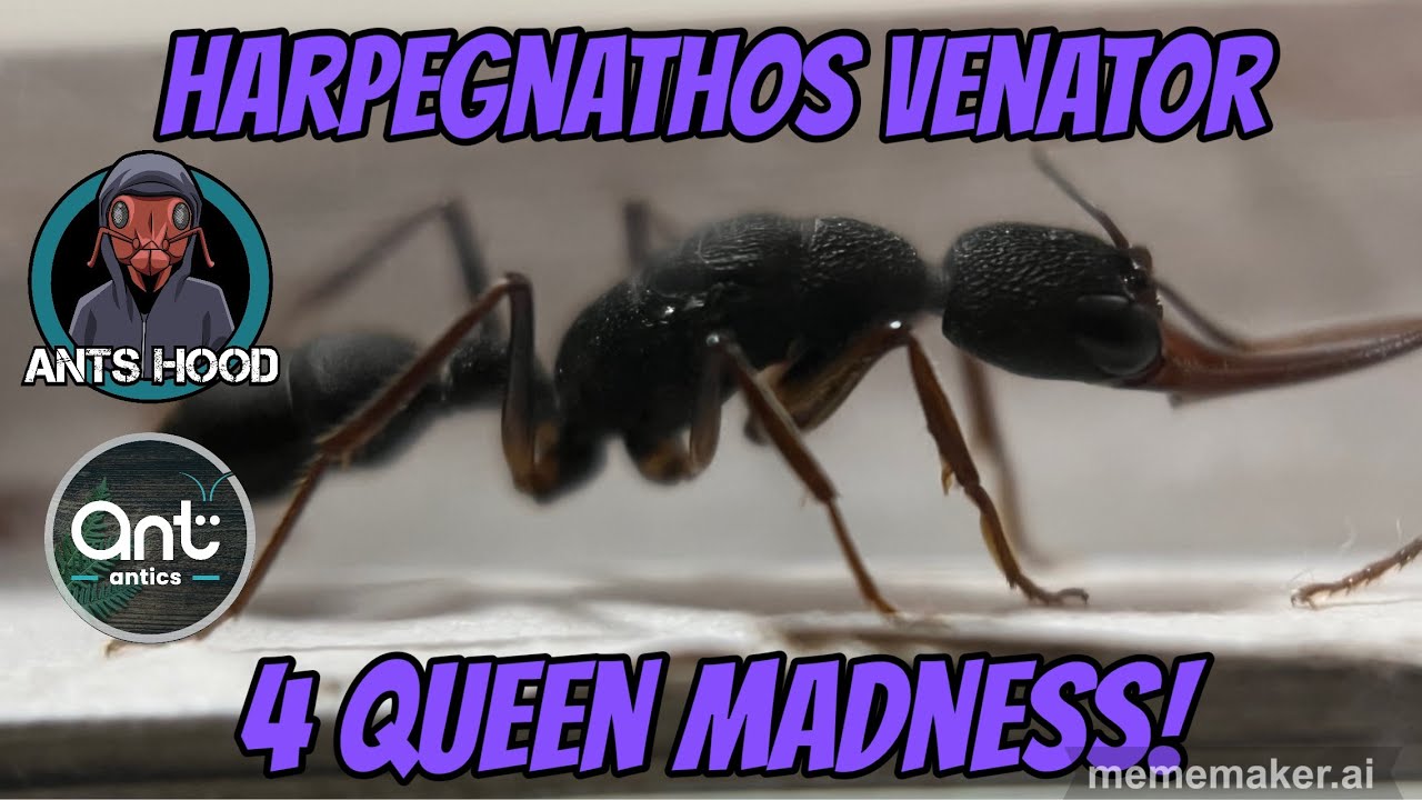 Harpegnathos venator, 4 Queen Madness!!!