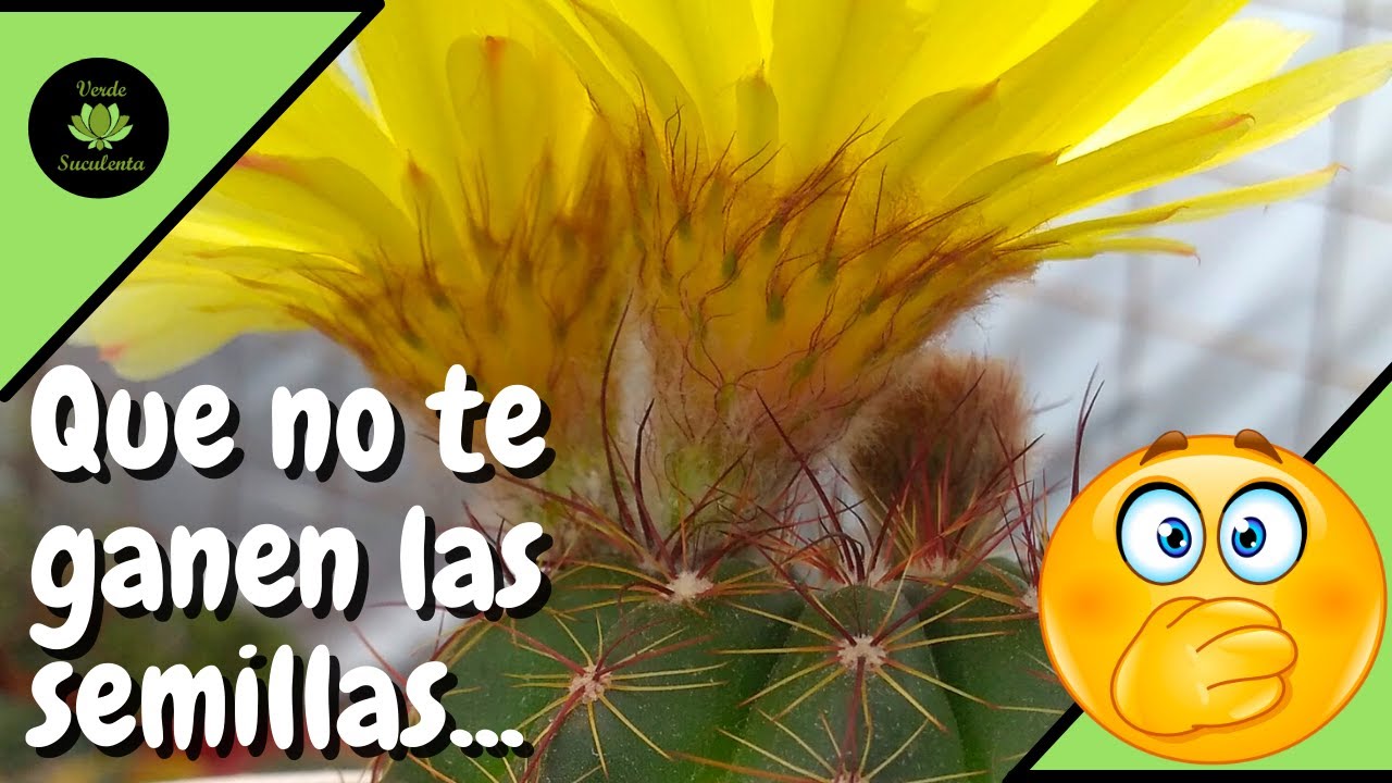 Si tienes un cactus igual a este cuida sus cápsulas de semillas.