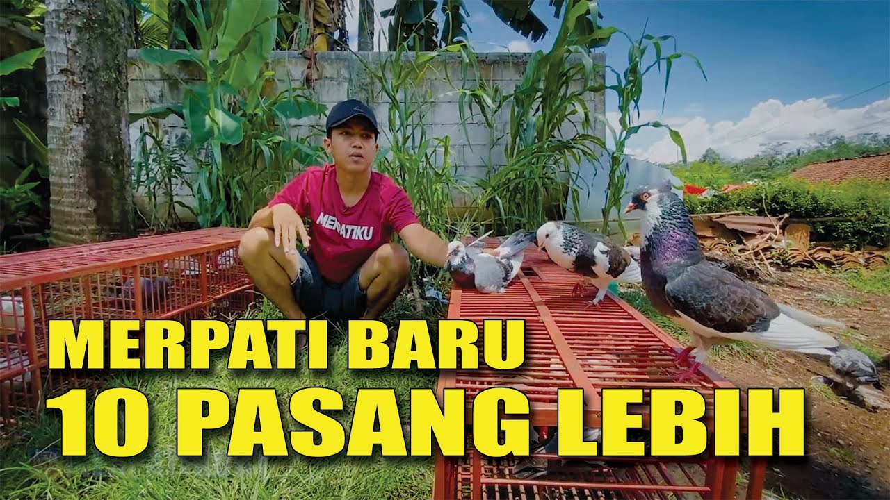 REVIEW SEMUA MERPATI PASAR