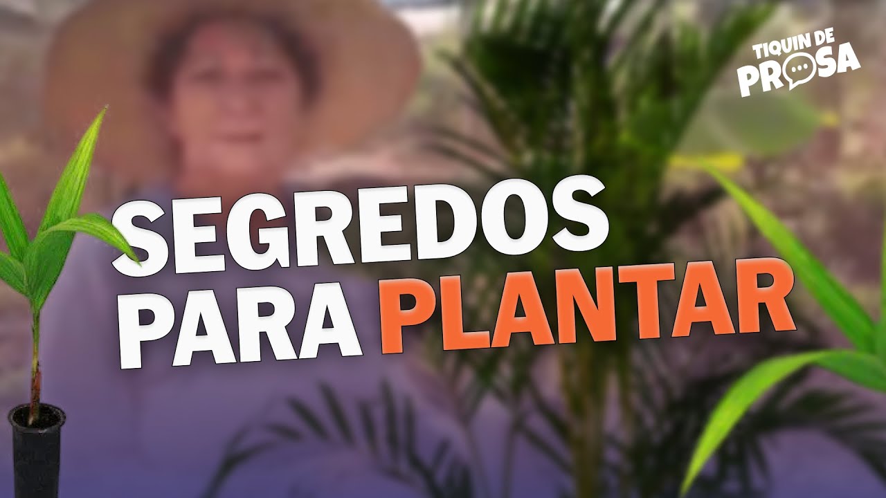 Mudas de PALMITO PUPUNHA e BANANA: Segredos para plantar e cultivar com Sucesso!