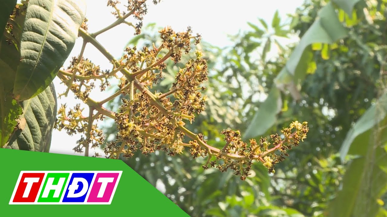Trừ sâu hại bằng chế phẩm sinh học | Khuyến nông | THDT