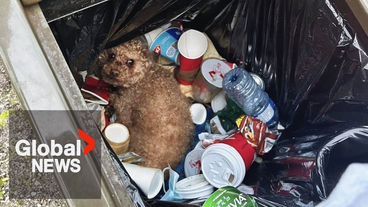 BC couple finds sick, injured poodle thrown in the trash