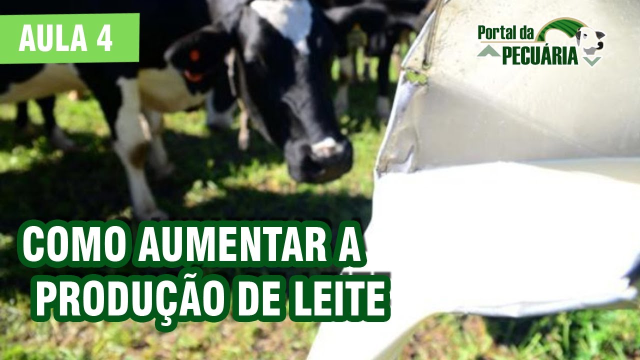 Como aumentar a produção de leite - Aula 4