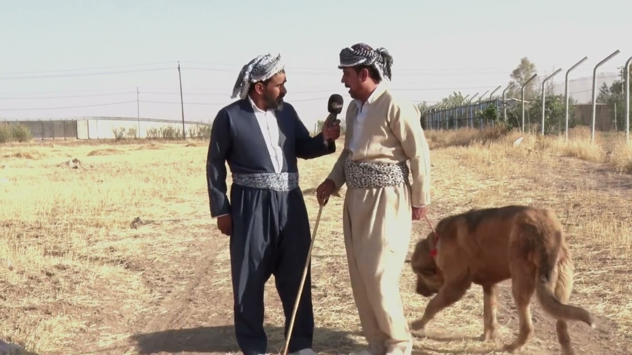 راپۆرتیکی تایبەتی رەسەن دەربارەی سەگ