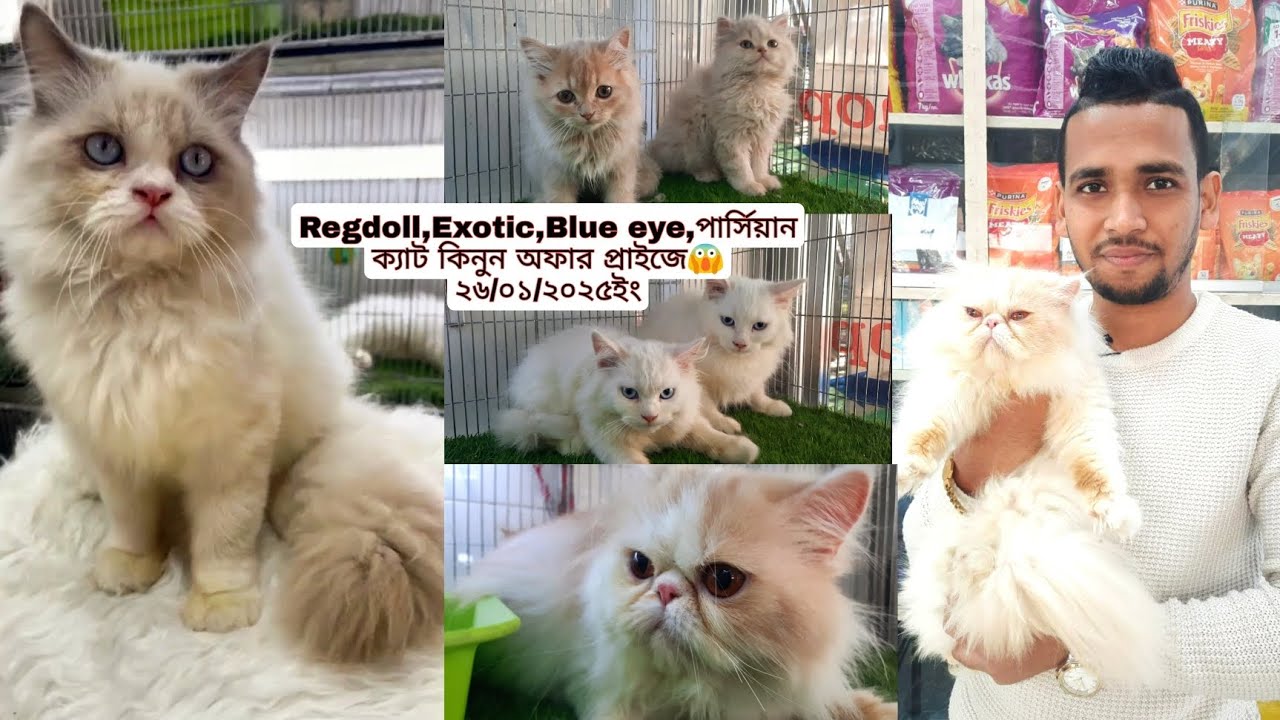 Ragdoll Cat, Exotic Persian,Blue eye Persian | ক্যাট কিনুন সবচেয়ে কম দামে😱