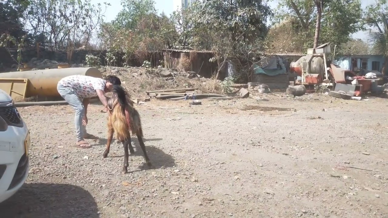 Bruno Breeder of mathura goat farm