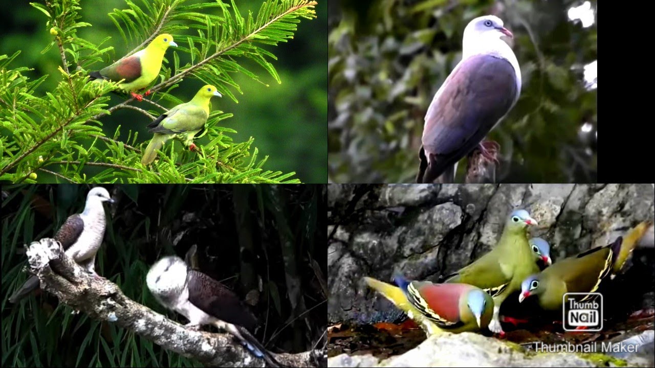 LUNGTHI...BUllut family hrang hrang  hmuhnawm lutuk.. Birds of Mizoram..
