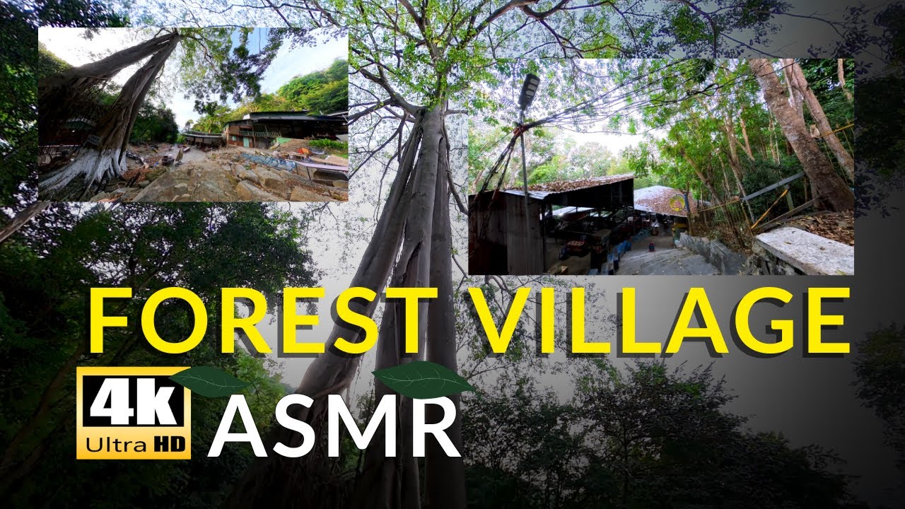 4K ASMR Walking in Forest Village | Birds Singing & Nature Sounds for Deep Sleep/Study