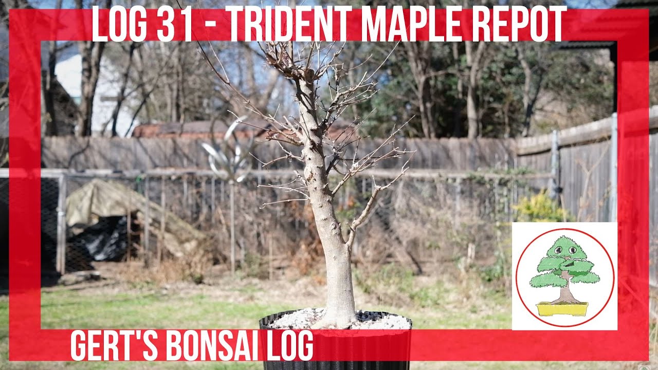Bonsai Log - 31 - Trident Maple Repot