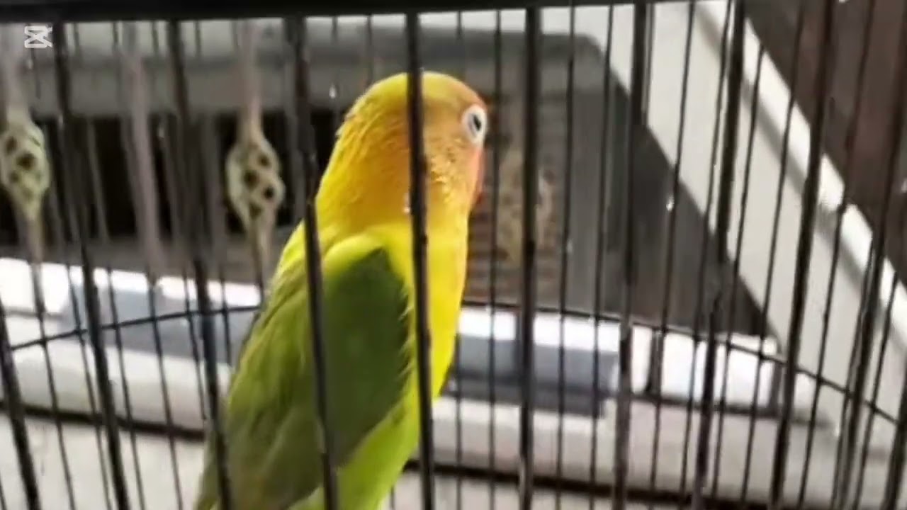 Lovebird ngekek panjang dengan variasi isian terbaik dan tembakan mewah 1 februari 2026