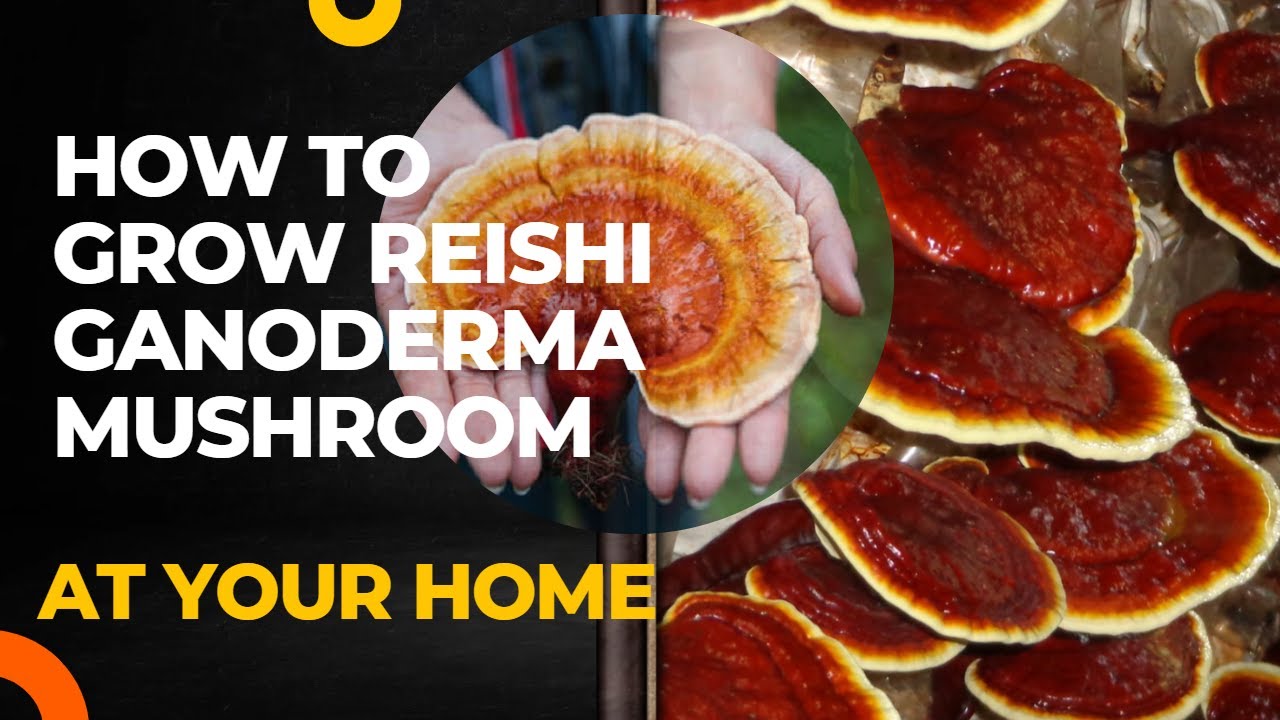 Cultivation Method | Reishi Ganoderma lucidum Cultivation | Lingzhi Mushroom