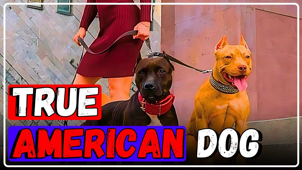 TOP 10 TRUE AMERICAN DOG BREEDS | Top 5ology