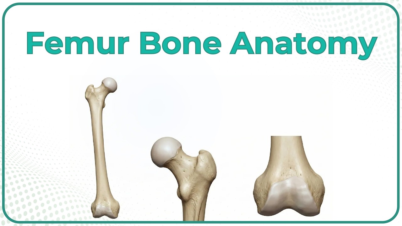 Femur Anatomy (Osteology) - General features , Attachments , Development #anatomy #MBBS #usmle #NMC