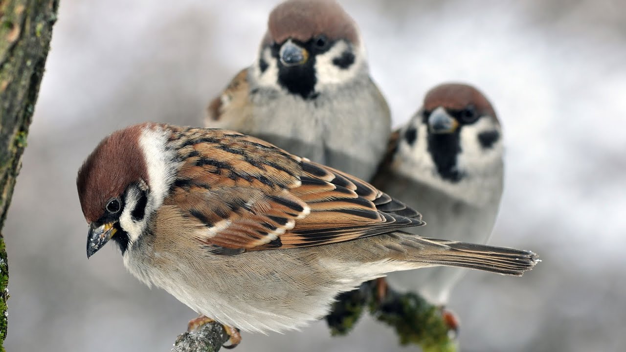 Feldsperling und sein Gesang #vogelgesang #birds #birdsounds #entspannung