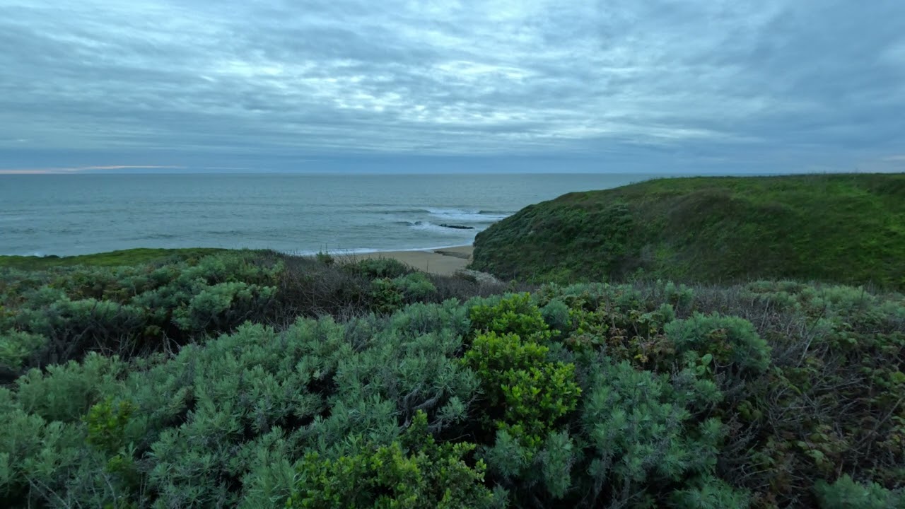 Spring Time in Coastal California | 30 Minutes of Ocean, Bird & Frog Sounds