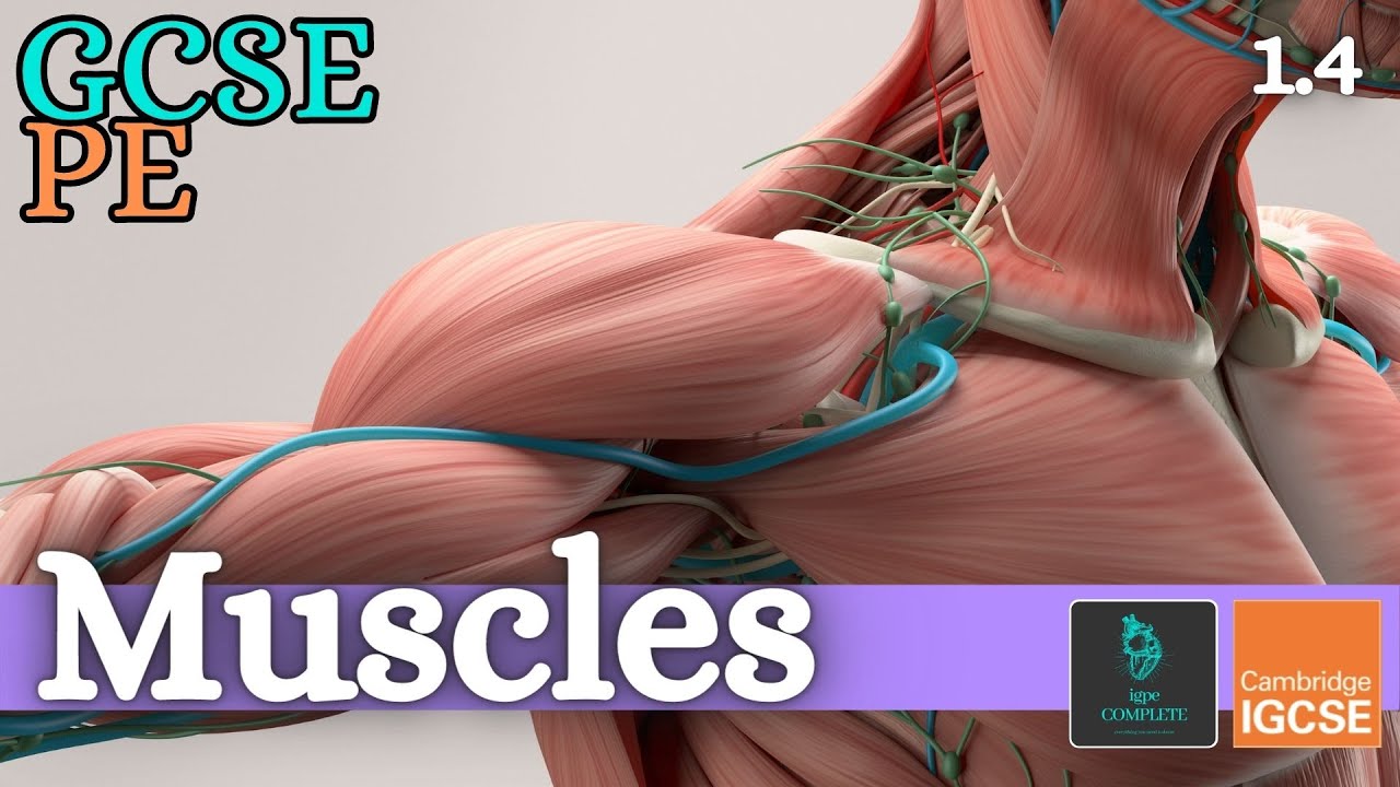 GCSE PE - MUSCLES - Anatomy and Physiology (Skeletal and Muscular System - 1.4)