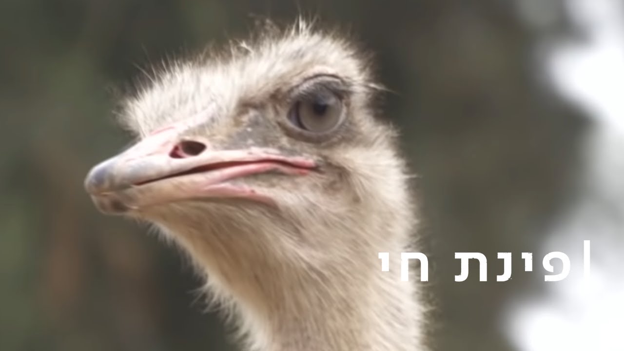 חביבי יעני: התדמית הבעייתית של היענים