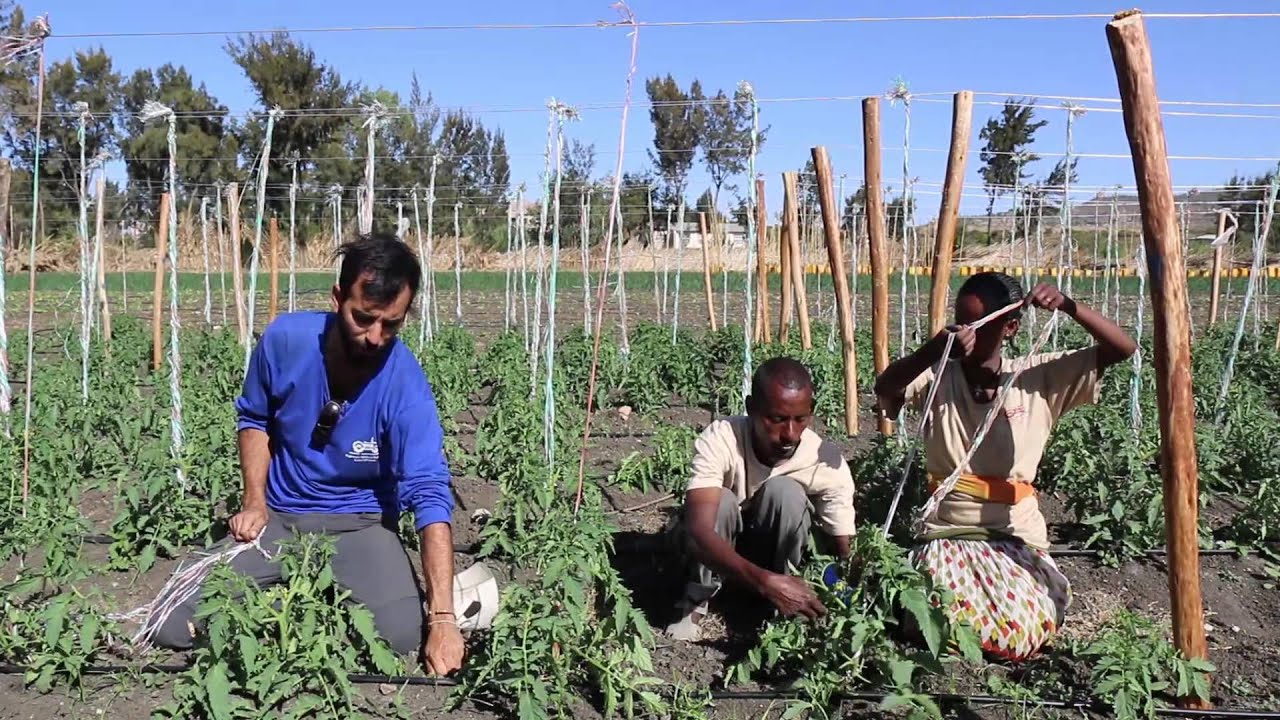 EWB - Israel, Faculty of Agriculture: Instructional Video part 3, Growing Tomatoes in Ethiopia