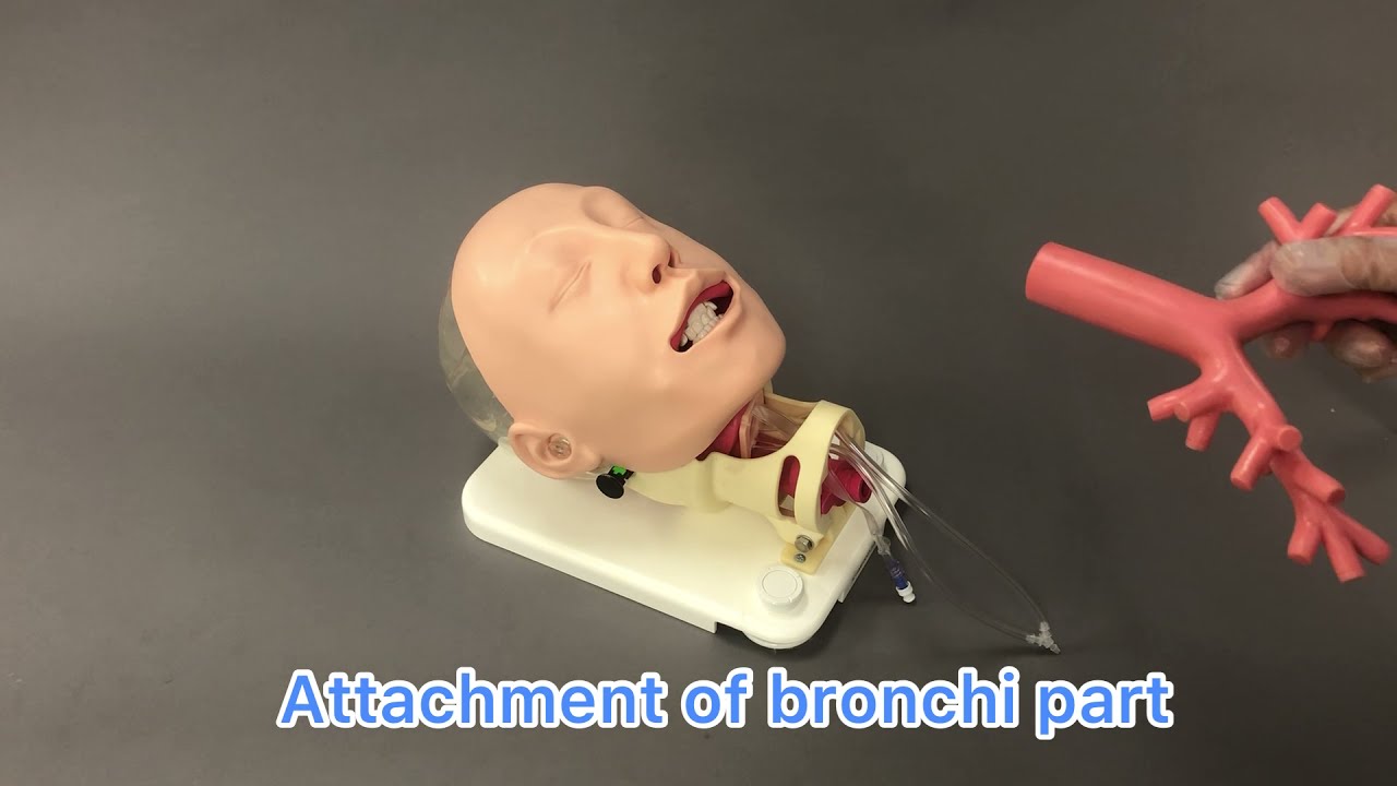 MW19 Difficult Airway Management Simulator -Fiberscope Model-