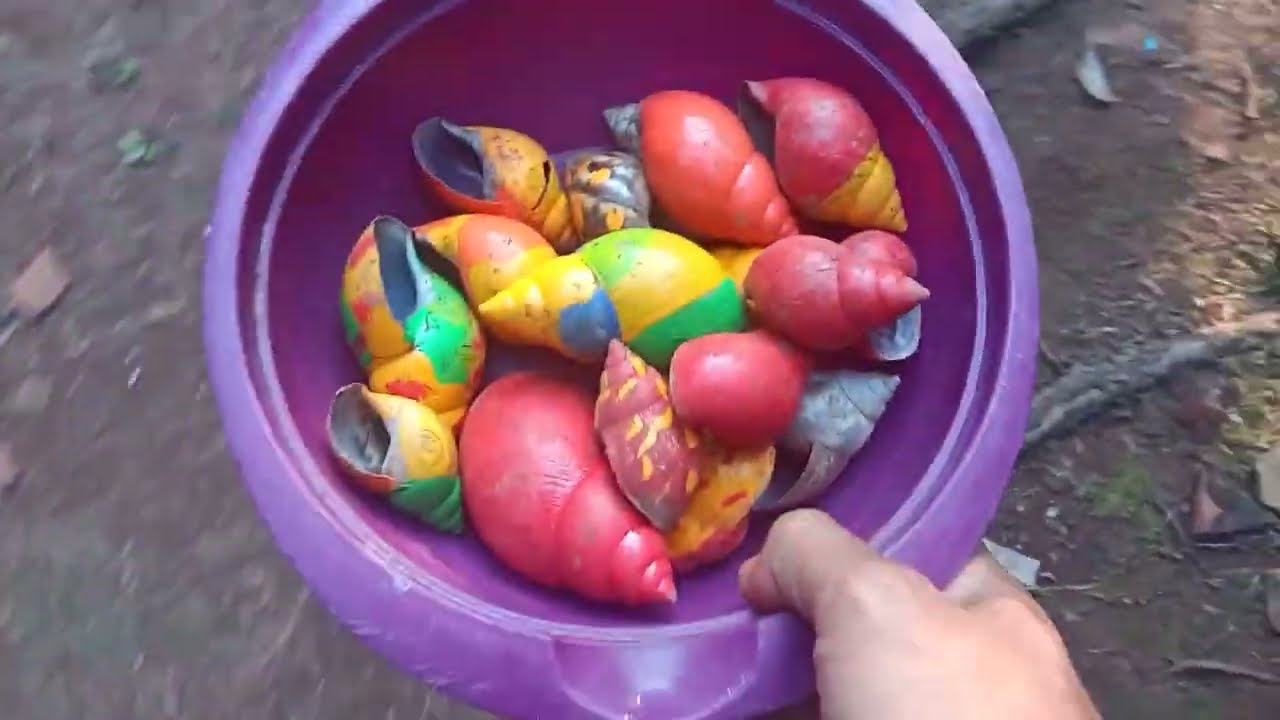 snail. colorful lots of big snails rainbow snails red snails small animals cute animals