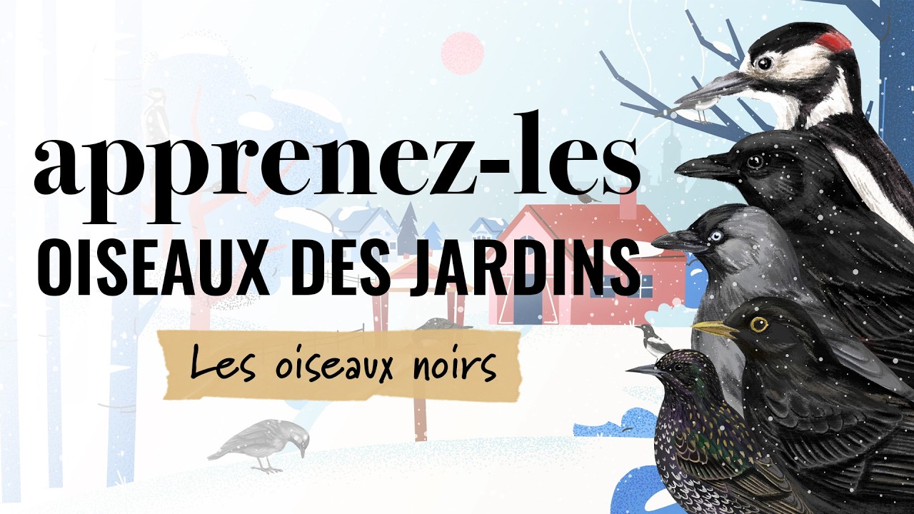 Identifiez les oiseaux des jardins en hiver - Oiseaux noirs #2
