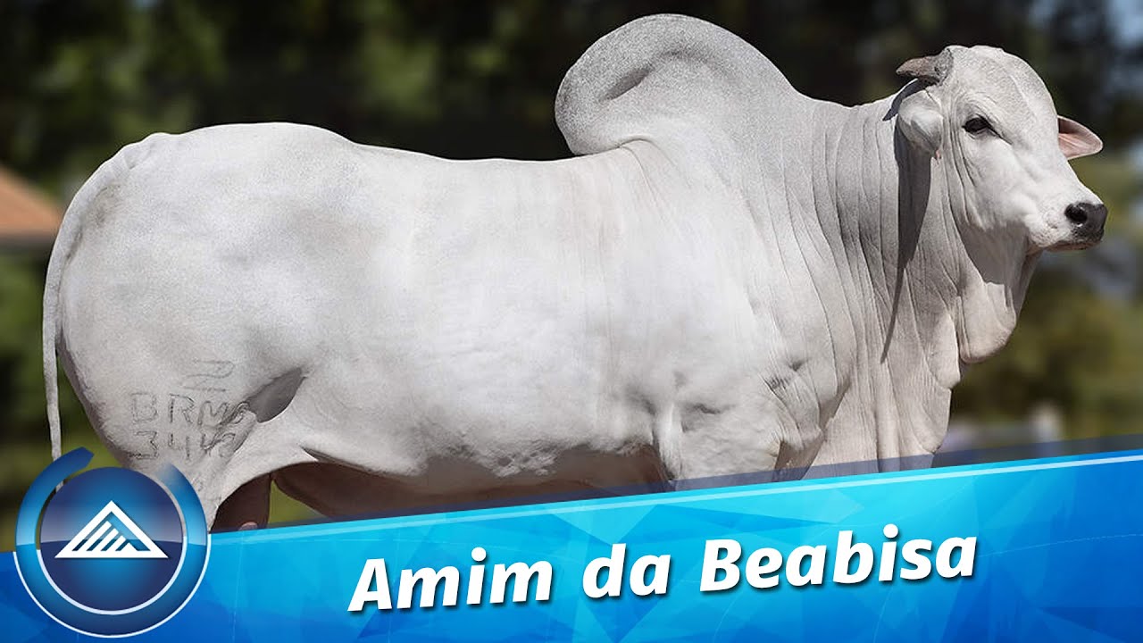 Amim da Beabisa