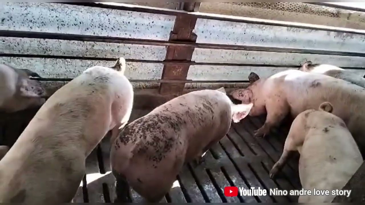 PEKERJAAN PETERNAK BABI PAK SUAMI DI JEPANG PART 2