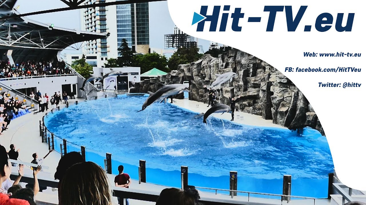 Delphin Show in Batumi (Georgien)
