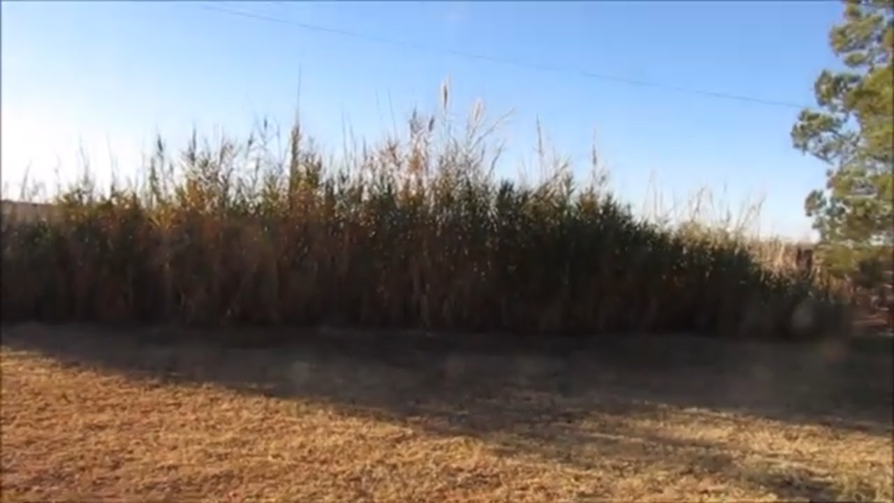Выращивание сахарного тростника в пустыне