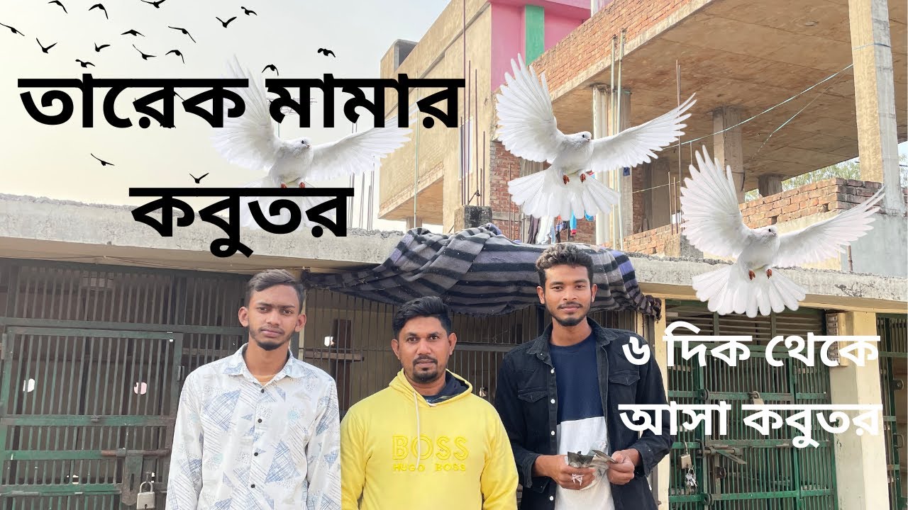 তারেক মামার কবুতর মাশাল্লাহ কবুতরগুলো অনেক সুন্দর আর তার কবুতরগুলো অসংখ্য রেজাল্ট #pigeon #কবুতর #vi