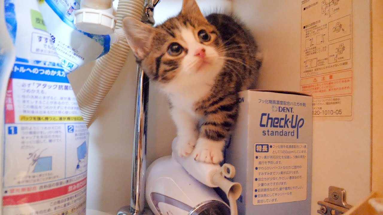 A tragedy on the kitten Coco who infiltrated under the washroom ...