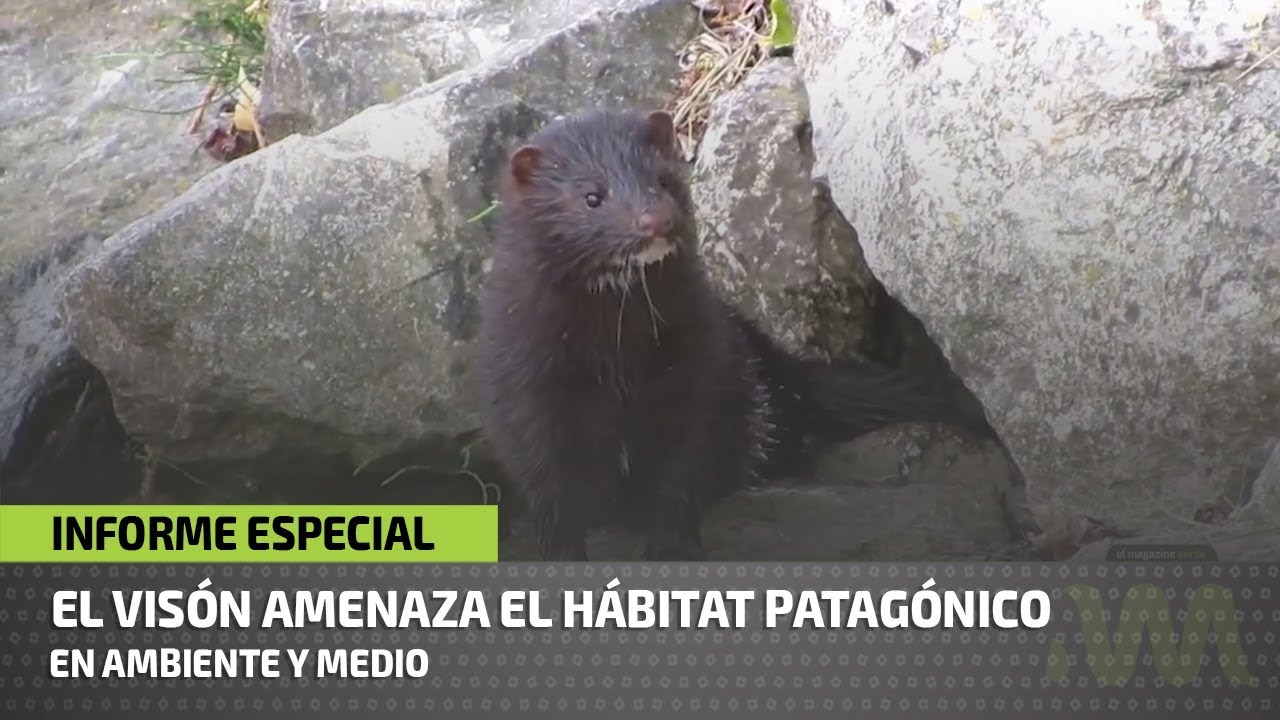 Visón, especie exótica en la Patagonia