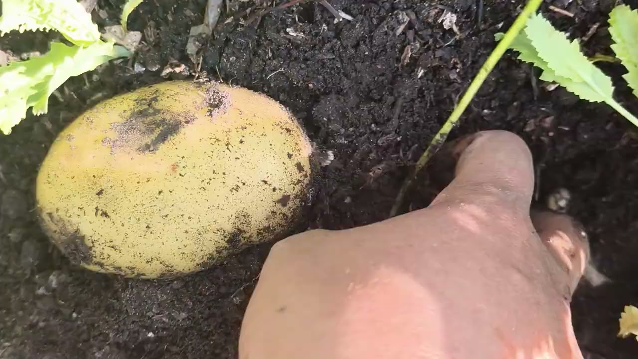 fetching fresh vegetables from my lovely garden...