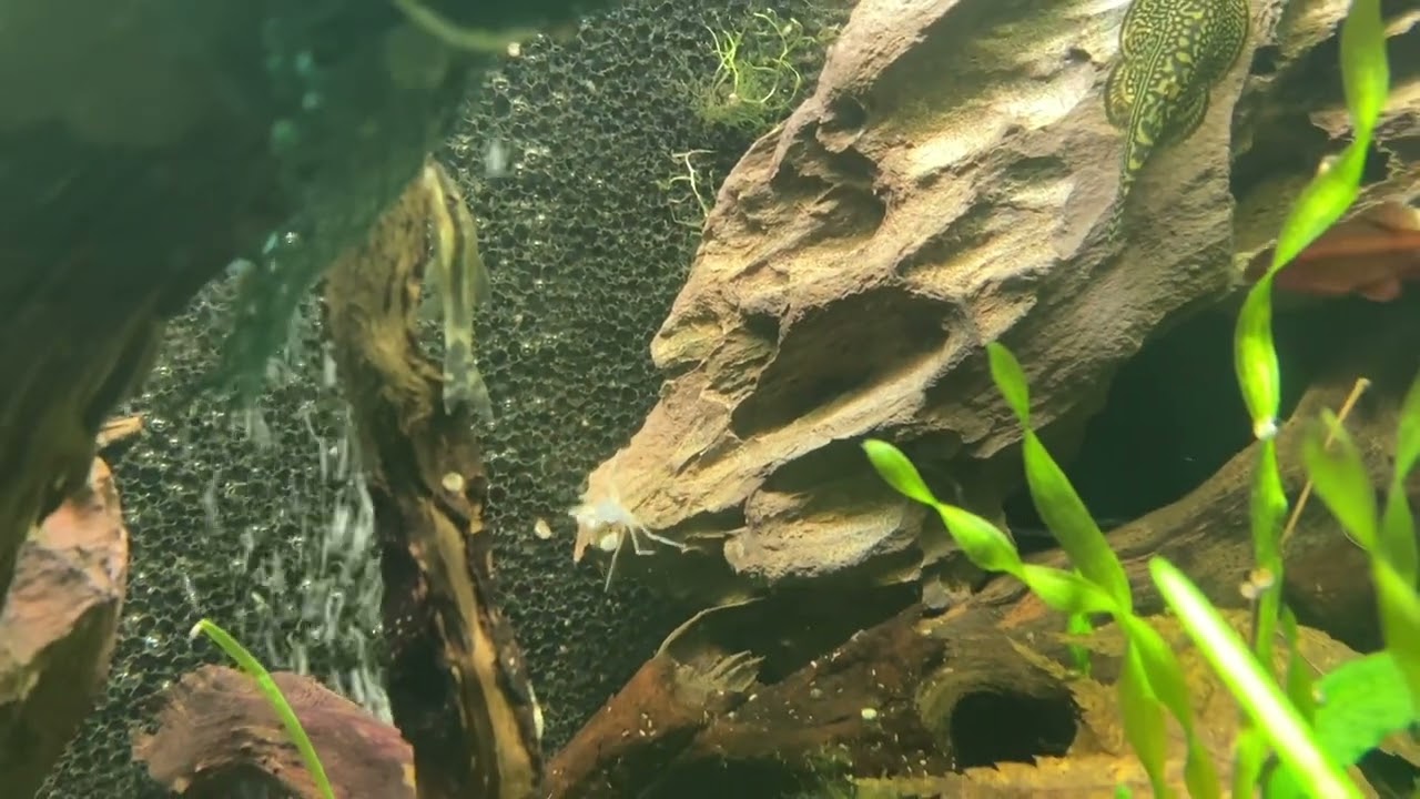 Asien Aquarium Update mit Microkrabbe
