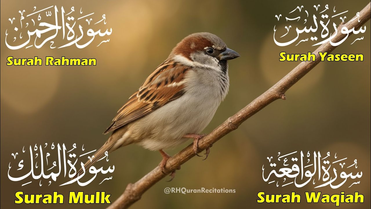 Beautiful Surah Yaseen (Yasin) |Surah Rahman | Surah Waqiah |Surah Mulk | Episode 70