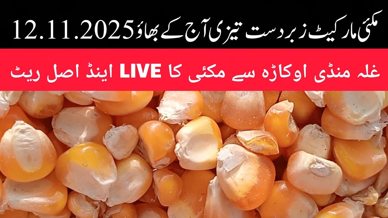 Maize rate today okara mandi Punjab // maize live rate today okara mandi maize 12.11.2025