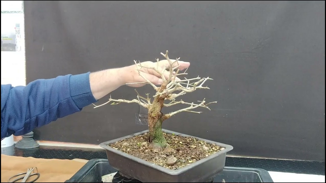 @un granado nejikan de la ponderosa ehn??para bonsai únete al canal bonsai aficionado 🔔👍🌳🌳